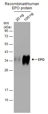 EPO antibody
