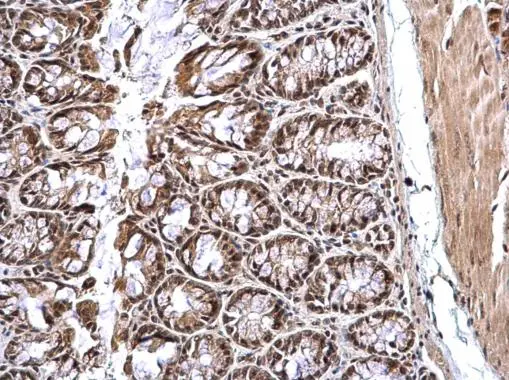 CREB antibody detects CREB protein at nucleus on mouse colon by immunohistochemical analysis. Sample: Paraffin-embedded mouse colon. CREB antibody (GTX112846) dilution: 1:500. 
 Antigen Retrieval: Trilogy? (EDTA based, pH 8.0) buffer, 15min