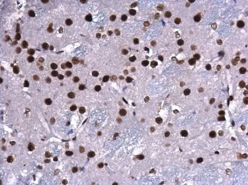 CREB antibody detects CREB protein at nucleus in rat brain by immunohistochemical analysis. Sample: Paraffin-embedded rat brain. CREB antibody (GTX112846) diluted at 1:500. 
 Antigen Retrieval: Citrate buffer, pH 6.0, 15 min