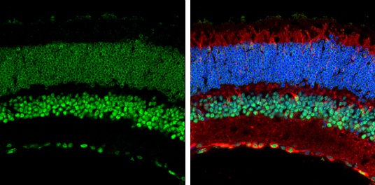 CREB antibody detects CREB protein expression by immunohistochemical analysis. Sample: Frozen sectioned adult mouse retina. Green: CREB protein stained by CREB antibody (GTX112846) diluted at 1:250. Red: beta Tubulin 3/ TUJ1, stained by beta Tubulin 3/ TUJ1 antibody [GT11710] (GTX631836) diluted at 1:250. Blue: Fluoroshield with DAPI (GTX30920).