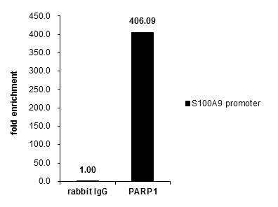 GTX112864 ChIP assay Image