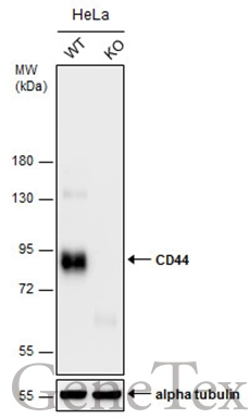 Wild-type (WT) and CD44 knockout (KO) HeLa cell extracts (30 μg) were separated by 7.5% SDS-PAGE, and the membrane was blotted with CD44 antibody [N1N2], N-term (GTX112893) diluted at 1:1000. The HRP-conjugated anti-rabbit IgG antibody (GTX213110-01) was used to detect the primary antibody.