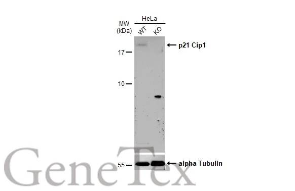 Wild-type (WT) and p21 Cip1 knockout (KO) HeLa cell extracts (30 μg) were separated by 15% SDS-PAGE, and the membrane was blotted with p21 Cip1 antibody (GTX112898) diluted at 1:500. The HRP-conjugated anti-rabbit IgG antibody (GTX213110-01) was used to detect the primary antibody, and the signal was developed with Trident ECL plus-Enhanced. Wild-type (WT) and p21 Cip1 knockout (KO) HeLa cell extracts (30 μg) were separated by 15% SDS-PAGE, and the membrane was blotted with p21 Cip1 antibody (GTX112898) diluted at 1:500. The HRP-conjugated anti-rabbit IgG antibody (GTX213110-01) was used to detect the primary antibody, and the signal was developed with Trident ECL plus-Enhanced.