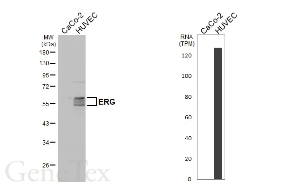 ERG antibody