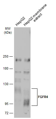 HepG2 whole cell and membrane extracts (30 μg) were separated by 5% SDS-PAGE, and the membrane was blotted with FGFR4 antibody [N3C2], Internal (GTX112935) diluted at 1:500. The HRP-conjugated anti-rabbit IgG antibody (GTX213110-01) was used to detect the primary antibody.