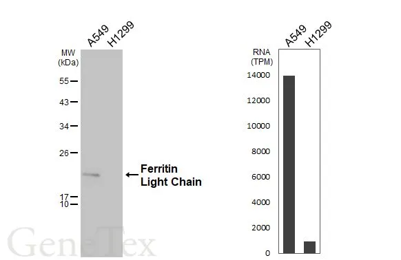 Various whole cell extracts (30 μg) were separated by 12% SDS-PAGE, and the membrane was blotted with Ferritin Light Chain antibody [N1C3-3] (GTX112943) diluted at 1:1000. The HRP-conjugated anti-rabbit IgG antibody (GTX213110-01) was used to detect the primary antibody, and the signal was developed with Trident ECL plus-Enhanced. Corresponding RNA expression data for the same cell lines are based on Human Protein Atlas program.