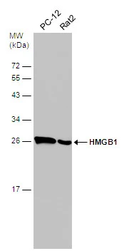 Various whole cell extracts (30 μg) were separated by 12% SDS-PAGE, and the membrane was blotted with HMGB1 antibody (GTX112959) diluted at 1:500. The HRP-conjugated anti-rabbit IgG antibody (GTX213110-01) was used to detect the primary antibody. Various whole cell extracts (30 μg) were separated by 12% SDS-PAGE, and the membrane was blotted with HMGB1 antibody (GTX112959) diluted at 1:500. The HRP-conjugated anti-rabbit IgG antibody (GTX213110-01) was used to detect the primary antibody.