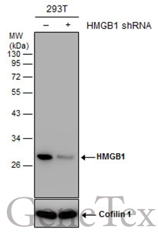 Non-transfected (–) and transfected (+) 293T whole cell extracts (30 μg) were separated by 12% SDS-PAGE, and the membrane was blotted with HMGB1 antibody (GTX112959) diluted at 1:2000. The HRP-conjugated anti-rabbit IgG antibody (GTX213110-01) was used to detect the primary antibody. Non-transfected (–) and transfected (+) 293T whole cell extracts (30 μg) were separated by 12% SDS-PAGE, and the membrane was blotted with HMGB1 antibody (GTX112959) diluted at 1:2000. The HRP-conjugated anti-rabbit IgG antibody (GTX213110-01) was used to detect the primary antibody.