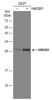 Non-transfected (–) and transfected (+) 293T whole cell extracts (30 μg) were separated by 12% SDS-PAGE, and the membrane was blotted with HMGB1 antibody (GTX112959) diluted at 1:3000. The HRP-conjugated anti-rabbit IgG antibody (GTX213110-01) was used to detect the primary antibody. Non-transfected (–) and transfected (+) 293T whole cell extracts (30 μg) were separated by 12% SDS-PAGE, and the membrane was blotted with HMGB1 antibody (GTX112959) diluted at 1:3000. The HRP-conjugated anti-rabbit IgG antibody (GTX213110-01) was used to detect the primary antibody.