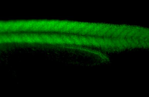 Hsp70 antibody detects Hsp70 protein on whole mount zebrafish by immunohistochemical analysis. Sample: Paraformaldehyde-fixed 1 day-post-fertilization zebrafish embryo. Green: Hsp70 stained by Hsp70 antibody (GTX112963) diluted at 1:100. Antigen Retrieval: Tris-HCl buffer, pH 9.0, 20 min at 70oC