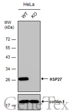 Wild-type (WT) and HSP27 knockout (KO) HeLa cell extracts (30 μg) were separated by 12% SDS-PAGE, and the membrane was blotted with HSP27 antibody (GTX112964) diluted at 1:20000. The HRP-conjugated anti-rabbit IgG antibody (GTX213110-01) was used to detect the primary antibody.