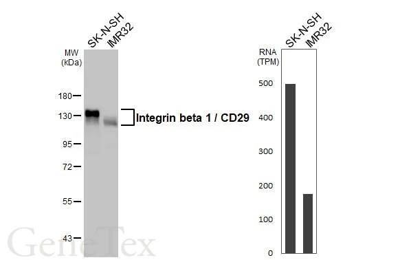 Various whole cell extracts (30 μg) were separated by 7.5% SDS-PAGE, and the membrane was blotted with Integrin beta 1 / CD29 antibody (GTX112971) diluted at 1:4000. The HRP-conjugated anti-rabbit IgG antibody (GTX213110-01) was used to detect the primary antibody. Corresponding RNA expression data for the same cell lines are based on Human Protein Atlas program.