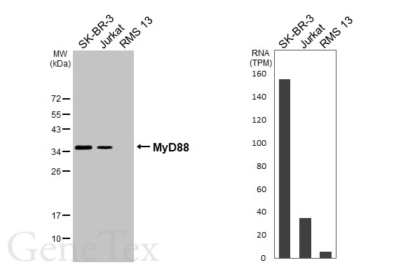 Various whole cell extracts (30 μg) were separated by 12% SDS-PAGE, and the membrane was blotted with MyD88 antibody (GTX112987) diluted at 1:5000. The HRP-conjugated anti-rabbit IgG antibody (GTX213110-01) was used to detect the primary antibody. Corresponding RNA expression data for the same cell lines are based on Human Protein Atlas program.