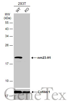 Wild-type (WT) and nm23-H1 knockout (KO) 293T cell extracts (30 μg) were separated by 12% SDS-PAGE, and the membrane was blotted with nm23-H1 antibody [N1C3] (GTX112988) diluted at 1:1000. The HRP-conjugated anti-rabbit IgG antibody (GTX213110-01) was used to detect the primary antibody.