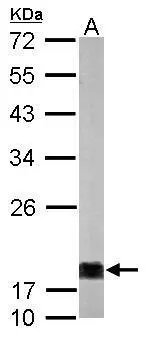 Sample (50 ug of whole cell lysate) A: mouse brain 12% SDS PAGE GTX112988 diluted at 1:1000