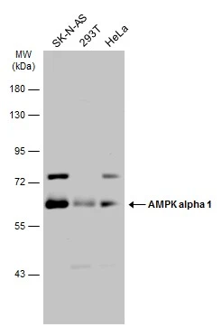 Various whole cell extracts (30 μg) were separated by 7.5% SDS-PAGE, and the membrane was blotted with AMPK alpha 1 antibody [N3C3] (GTX112999) diluted at 1:1000. The HRP-conjugated anti-rabbit IgG antibody (GTX213110-01) was used to detect the primary antibody.