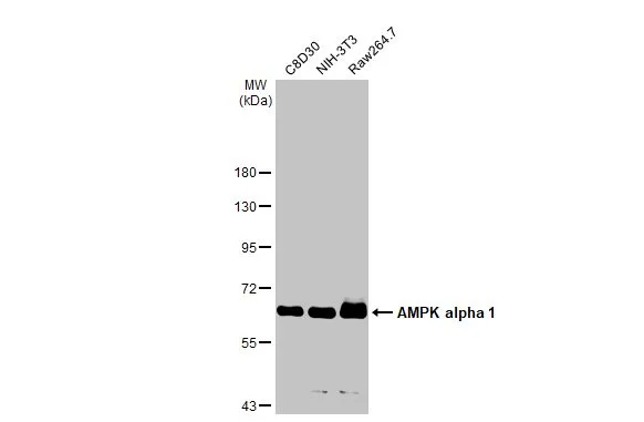 Various whole cell extracts (30 μg) were separated by 7.5% SDS-PAGE, and the membrane was blotted with AMPK alpha 1 antibody (GTX112999) diluted at 1:1000. The HRP-conjugated anti-rabbit IgG antibody (GTX213110-01) was used to detect the primary antibody.