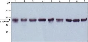 IHC-P analysis of human heart tissue using GTX11302 alpha Tubulin antibody [DM1A] at 1:500.