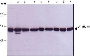 WB analysis of (1) HeLa,(2) Jurkat,(3) COS7,(4) NIH-3T3,(5) PC-12,(6) RAT2,(7) CHO,(8) MDBK and (9) MDCK lysates using alpha Tubulin antibody [B-5-1-2] at 0.5 ug/ml.