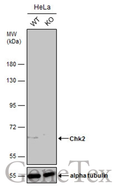 Wild-type (WT) and Chk2 knockout (KO) HeLa cell extracts (30 μg) were separated by 7.5% SDS-PAGE, and the membrane was blotted with Chk2 antibody (GTX113055) diluted at 1:500. The HRP-conjugated anti-rabbit IgG antibody (GTX213110-01) was used to detect the primary antibody, and the signal was developed with Trident ECL plus-Enhanced.