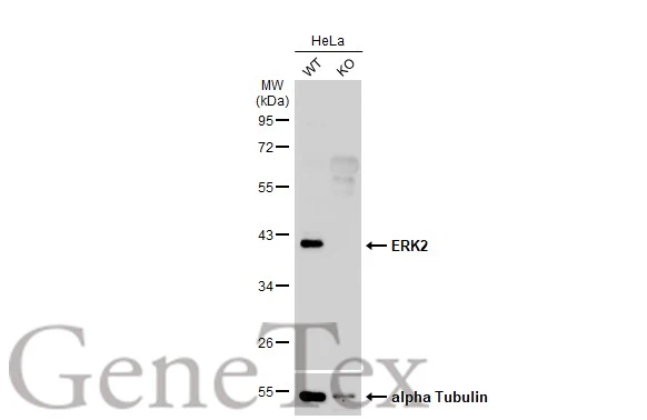 Wild-type (WT) and ERK2 knockout (KO) HeLa cell extracts (30 μg) were separated by 10% SDS-PAGE, and the membrane was blotted with ERK2 antibody [N2C3] (GTX113094) diluted at 1:1000. The HRP-conjugated anti-rabbit IgG antibody (GTX213110-01) was used to detect the primary antibody.