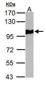 VCP antibody [N3C2], Internal detects VCP protein by western blot analysis. A. 50 μg Rat brain lysate/extract 7.5% SDS-PAGE VCP antibody [N3C2], Internal (GTX113099) dilution: 1:10000 The HRP-conjugated anti-rabbit IgG antibody (GTX213110-01) was used to detect the primary antibody.