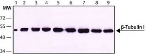 WB analysis of (1) chicken fibroblasts (2) mouse brain extract I (3) mouse brain extract II (4) rat brain (5) Jurkat (6) Daudi (7) SK-Mel-28 (8) G361 (9) HeLa using GTX11312 beta Tubulin I antibody [SAP.4G5] at 1:20000.