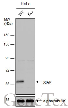 Wild-type (WT) and XIAP knockout (KO) HeLa cell extracts (30 μg) were separated by 7.5% SDS-PAGE, and the membrane was blotted with XIAP antibody [N1C1] (GTX113130) diluted at 1:500. The HRP-conjugated anti-rabbit IgG antibody (GTX213110-01) was used to detect the primary antibody.