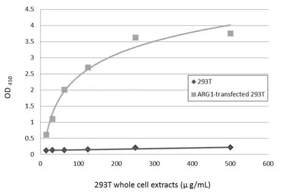 Sandwich ELISA detection of non-transfected and transfected 293T whole cell extracts using GTX634218 as capture antibody at concentration of 5 μg/mL and GTX113131 as detection antibody at concentration of 1 μg/mL. Rabbit IgG antibody (HRP) (GTX213110-01) was diluted at 1:10000 and used to detect the primary antibody.