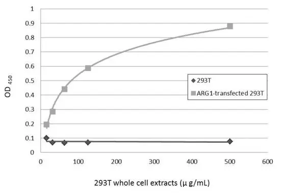 Sandwich ELISA detection of non-transfected and transfected 293T whole cell extracts using GTX113131 as capture antibody at concentration of 5 μg/mL and GTX634218 as detection antibody at concentration of 1 μg/mL. Mouse IgG antibody (HRP) (GTX213111-01) was diluted at 1:10000 and used to detect the primary antibody.