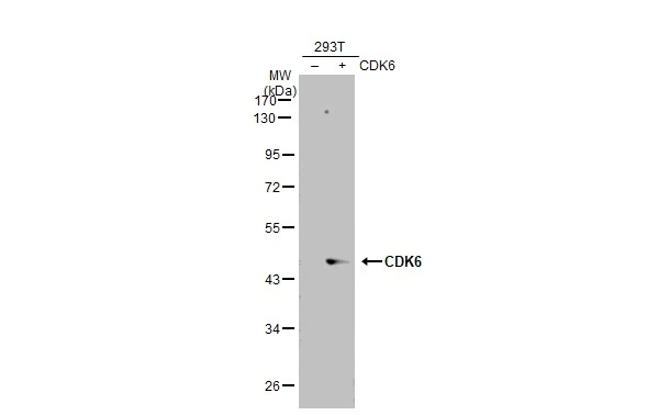 CDK6 antibody [N3C3]