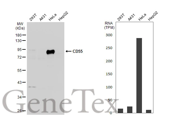 CD55 antibody [N1C2]