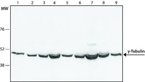 WB analysis of (1) HeLa (2) NIH-3T3 (3) MDCK (4) CHO (5) rat2 (6) A431 (7) JURKAT (8) U87 (9) C2C12 cells using GTX11321 gamma Tubulin antibody at 1:1,000.