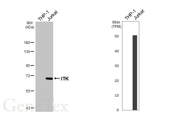 Various whole cell extracts (30 μg) were separated by 7.5% SDS-PAGE, and the membrane was blotted with ITK antibody [N2C1], Internal (GTX113217) diluted at 1:1000. The HRP-conjugated anti-rabbit IgG antibody (GTX213110-01) was used to detect the primary antibody. Corresponding RNA expression data for the same cell lines are based on Human Protein Atlas program.