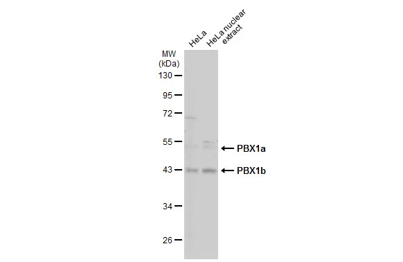 HeLa whole cell and nuclear extracts (30 μg) were separated by 10% SDS-PAGE, and the membrane was blotted with PBX1 antibody (GTX113242) diluted at 1:1000. The HRP-conjugated anti-rabbit IgG antibody (GTX213110-01) was used to detect the primary antibody, and the signal was developed with Trident ECL plus-Enhanced.