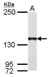 DNA polymerase gamma antibody [N1N2], N-term detects POLG protein by Western blot analysis. A. 50 μg rat testis lysate/extract 5 % SDS-PAGE DNA polymerase gamma antibody [N1N2], N-term (GTX113247) dilution: 1:500