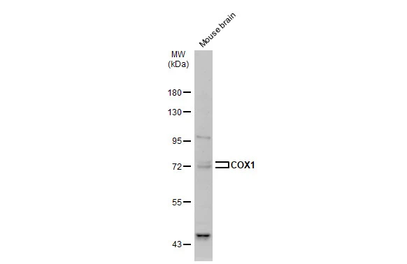 COX1 antibody