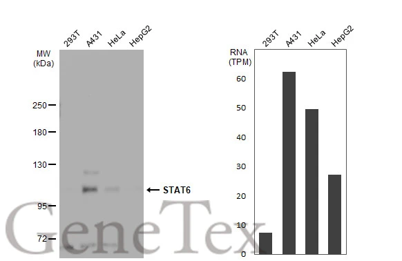 Various whole cell extracts (30 μg) were separated by 5% SDS-PAGE, and the membrane was blotted with STAT6 antibody (GTX113273) diluted at 1:1000. The HRP-conjugated anti-rabbit IgG antibody (GTX213110-01) was used to detect the primary antibody. Corresponding RNA expression data for the same cell lines are based on Human Protein Atlas program.