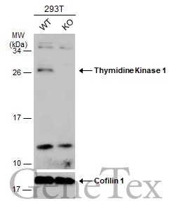 Wild-type (WT) and Thymidine Kinase 1 knockout (KO) 293T cell extracts (30 μg) were separated by 12% SDS-PAGE, and the membrane was blotted with Thymidine Kinase 1 antibody (GTX113281) diluted at 1:500. The HRP-conjugated anti-rabbit IgG antibody (GTX213110-01) was used to detect the primary antibody, and the signal was developed with Trident ECL plus-Enhanced.
