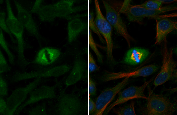 Confocal immunofluorescence analysis (Olympus FV10i) of methanol-fixed 293T,using gamma Tubulin(GTX113286) antibody (Green) at 1:500 dilution. Alpha-tubulin filaments were labeled with GTX11304 (Red) at 1:500.