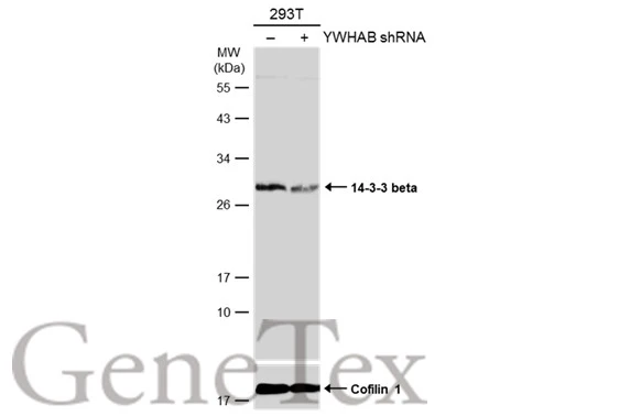 Non-transfected (–) and transfected (+) 293T whole cell extracts (30 μg) were separated by 12% SDS-PAGE, and the membrane was blotted with 14-3-3 beta antibody [N1C2] (GTX113296) diluted at 1:10000. The HRP-conjugated anti-rabbit IgG antibody (GTX213110-01) was used to detect the primary antibody.