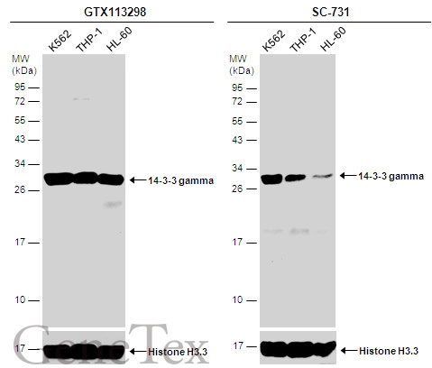 Various whole cell extracts (30 μg) were separated by 12% SDS-PAGE, and the membrane was blotted with 14-3-3 gamma antibody (GTX113298) diluted at 1:1000 and competitor's antibody (SC-731) diluted by 1:200. The HRP-conjugated anti-rabbit IgG antibody (GTX213110-01) was used to detect the primary antibody.