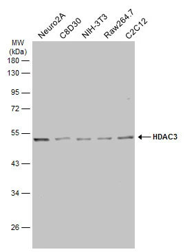Various whole cell extracts (30 μg) were separated by 10% SDS-PAGE, and the membrane was blotted with HDAC3 antibody (GTX113303) diluted at 1:1000. The HRP-conjugated anti-rabbit IgG antibody (GTX213110-01) was used to detect the primary antibody. Various whole cell extracts (30 μg) were separated by 10% SDS-PAGE, and the membrane was blotted with HDAC3 antibody (GTX113303) diluted at 1:1000. The HRP-conjugated anti-rabbit IgG antibody (GTX213110-01) was used to detect the primary antibody.