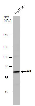 Rat tissue extract (50 μg) was separated by 7.5% SDS-PAGE, and the membrane was blotted with AIF antibody [N1C1] (GTX113306) diluted at 1:1000.