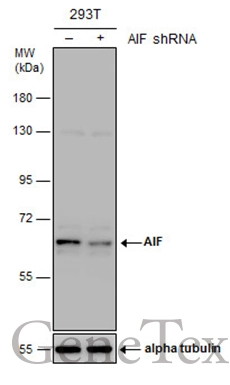 Non-transfected (–) and transfected (+) 293T whole cell extracts (30 μg) were separated by 7.5% SDS-PAGE, and the membrane was blotted with AIF antibody [N1C1] (GTX113306) diluted at 1:1000.