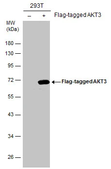 Non-transfected (–) and transfected (+) 293T whole cell extracts (30 μg) were separated by 10% SDS-PAGE, and the membrane was blotted with AKT3 antibody (GTX113312) diluted at 1:1000. The HRP-conjugated anti-rabbit IgG antibody (GTX213110-01) was used to detect the primary antibody.
