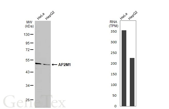 Various whole cell extracts (30 μg) were separated by 10% SDS-PAGE, and the membrane was blotted with AP2M1 antibody (GTX113332) diluted at 1:1000. The HRP-conjugated anti-rabbit IgG antibody (GTX213110-01) was used to detect the primary antibody. Corresponding RNA expression data for the same cell lines are based on Human Protein Atlas program.