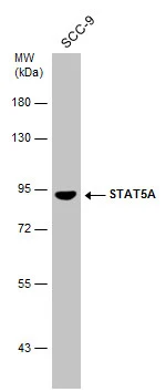 STAT5A antibody [C2C3], C-term