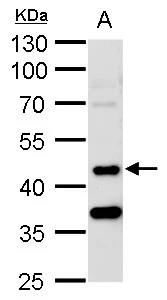 STK24 antibody [N2C1], Internal detects STK24 protein by western blot analysis. A. 50 μg rat brain lysate/extract 10 % SDS-PAGE STK24 antibody [N2C1], Internal (GTX113371) dilution: 1:1000