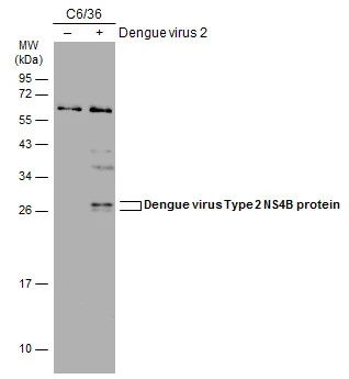 Non-infected (–) and infected (+) C6/36 whole cell extracts (15 μg) were separated by 12% SDS-PAGE, and the membrane was blotted with Dengue virus Type 2 NS4B protein antibody (GTX113374) diluted at 1:500. The HRP-conjugated anti-rabbit IgG antibody (GTX213110-01) was used to detect the primary antibody.
